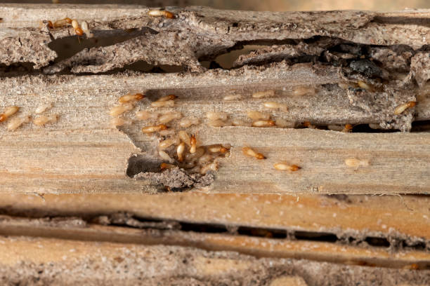 Best Local Pest Control Services  in Hoback, WY